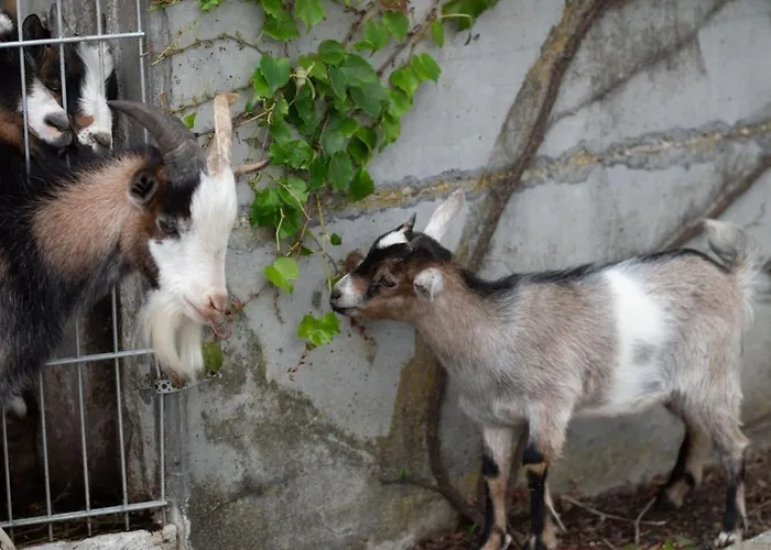 Casa vacanze Premium Zirbe Emberg (Schwaz)