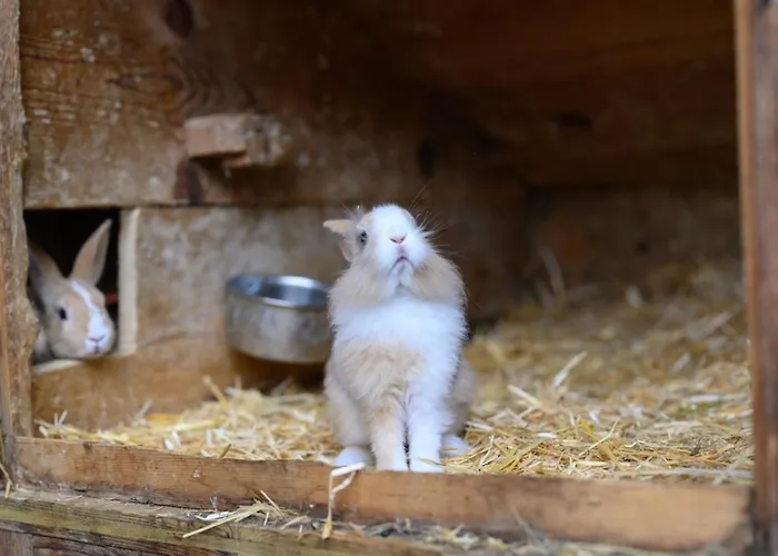 Premium Zirbe Casa vacanze