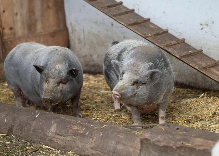 Premium Zirbe * Emberg (Schwaz)