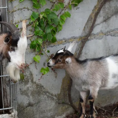 Σπίτι διακοπών Premium Zirbe Emberg (Schwaz)