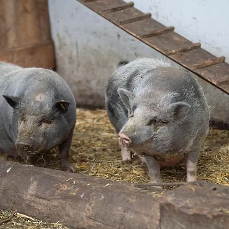 Premium Zirbe * Emberg (Schwaz)