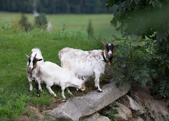 Σπίτι διακοπών Premium Zirbe Emberg (Schwaz)