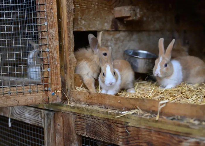 Premium Zirbe Σπίτι διακοπών Emberg (Schwaz)